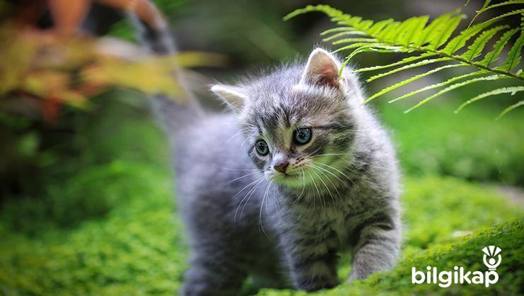 Kediler Nasıl Terbiye Edilir?  Evcil Hayvanlar Kedi Bakımı